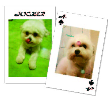 照片撲克牌/相片紙牌